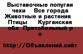 Выставочные попугаи чехи  - Все города Животные и растения » Птицы   . Курганская обл.,Притобольный р-н